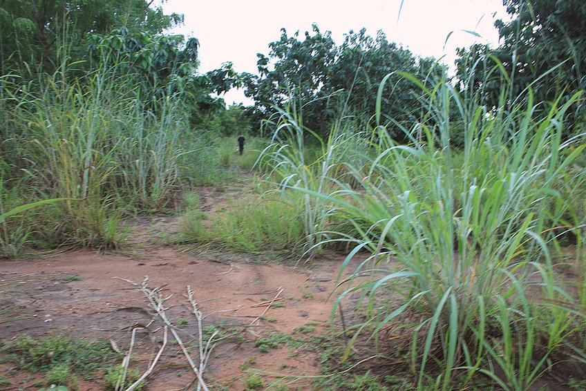 Along the Mango field