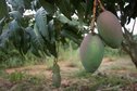 #8: Mangos on a tree