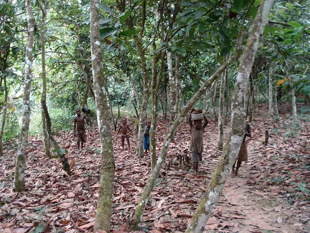 Children in the forest