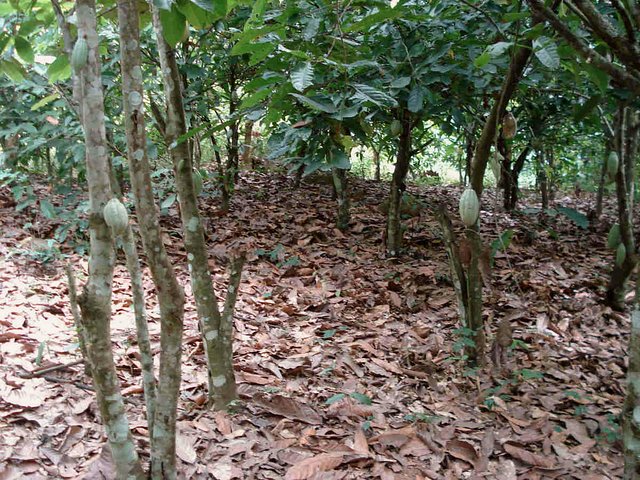 Cocoa trees