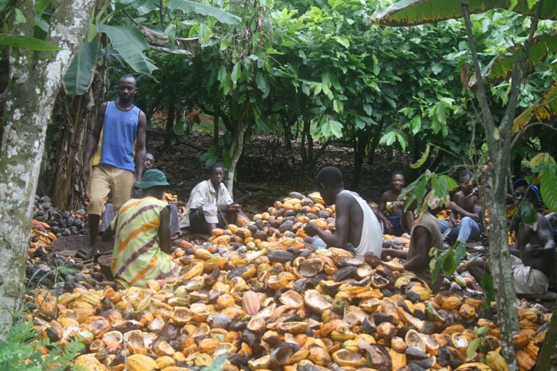 Locals shelling cocoa near the Confluence