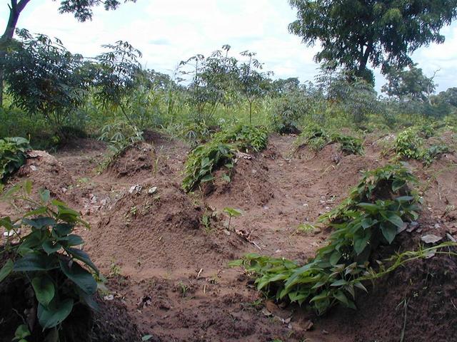 Manioc and yam fields close by.