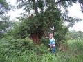 #3: South. Notice the termite mound up against the tree.