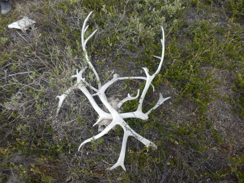 Deer Antlers at the Confluence Point