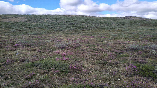 #1: location of CP 67N-51W 100 m from south