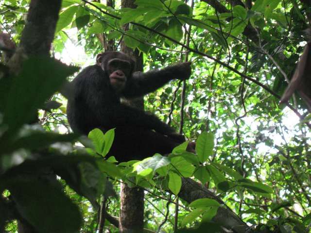 Chimpanzee in the wild