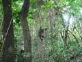 #10: Chimpanzee in the wild