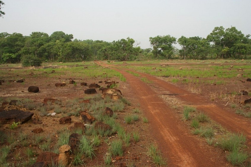 Track in a clearing with many termites colonies