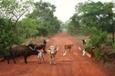 #10: Cows on the track between Kankan and Gbötöla