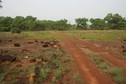 #6: Track in a clearing with many termites colonies