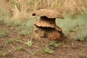 #9: Termites