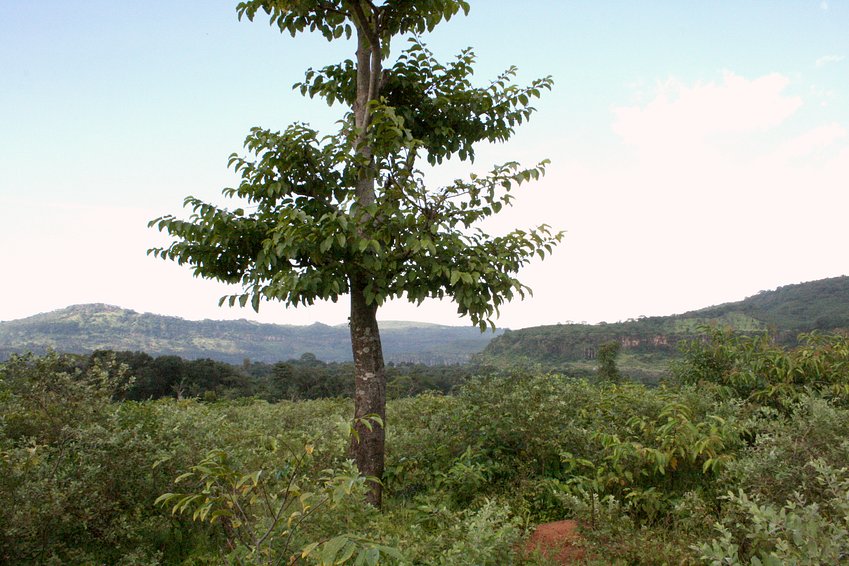 Tree at the Confluence