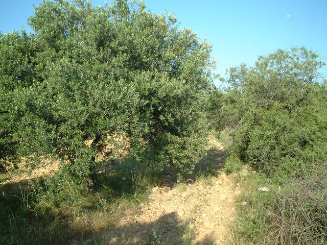 View to the South, just olive trees.