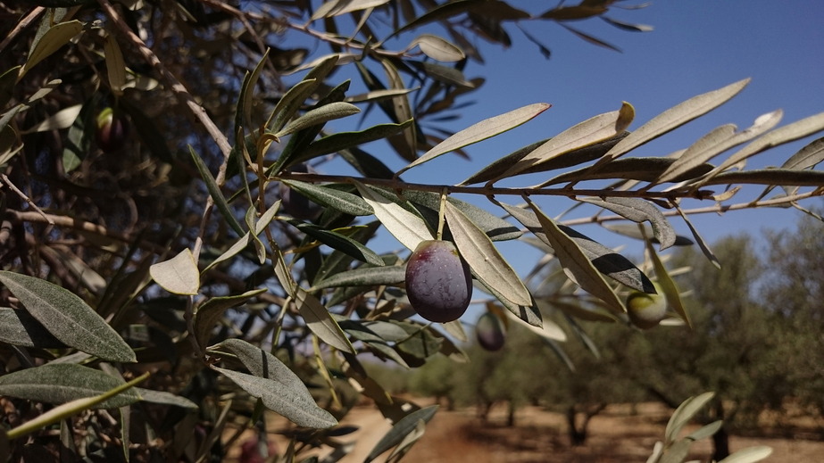 Dark olive at the tree