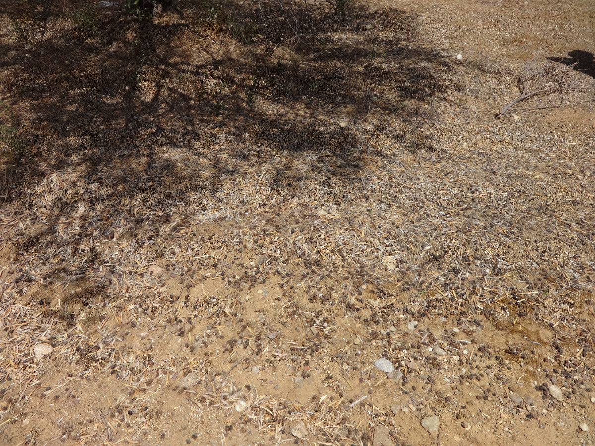 Olive carpet under feet