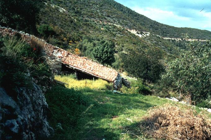 Old farmhouse in the olive orchard