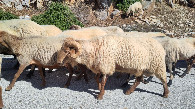 #7: sheep on the road