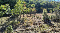 #9: view to the wood from NE