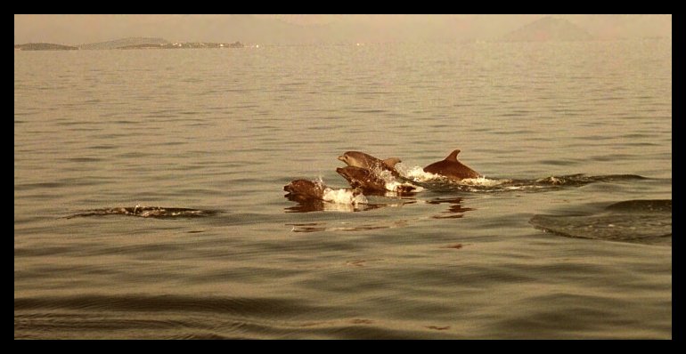 Golden dolphins in the Ambraki Gulf / Goldene Delphine im Ambrakischen Golf