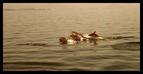 #7: Golden dolphins in the Ambraki Gulf / Goldene Delphine im Ambrakischen Golf
