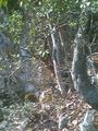 #9: "The tree-surprise"