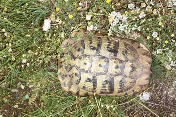 Confluence tortoise