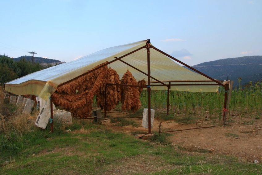 Tobacco fields at the lower slopes