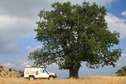 #10: Nice parking under an old oak