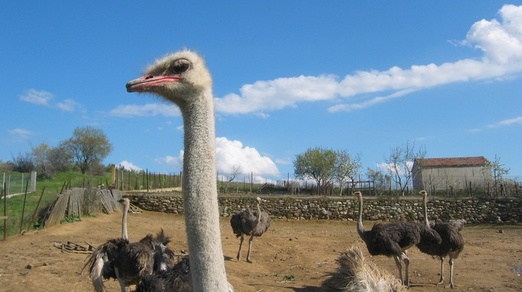 The Ostrich Farm
