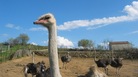 #6: The Ostrich Farm