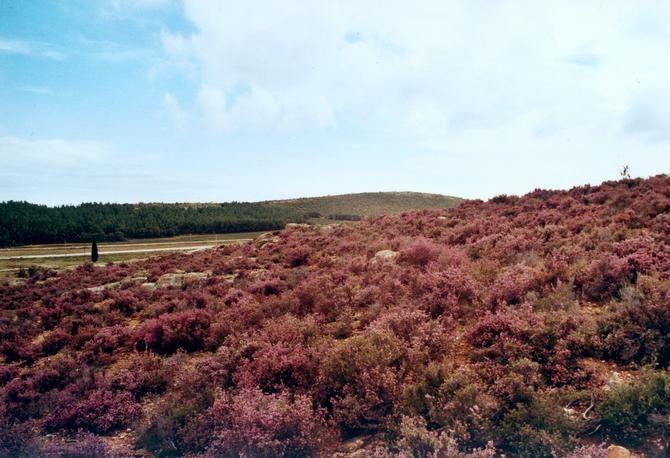 South view