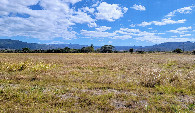 #2: View south with the field and small road beyond the trees.