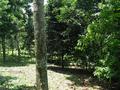 #3: View west. Coffee field on the left, fenceline to the right.