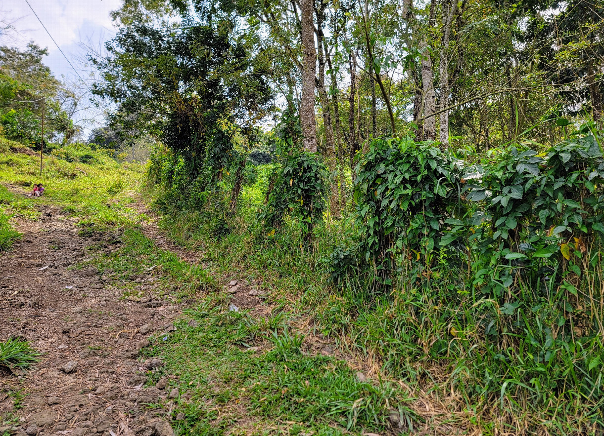 View south, where a woman and her children were working.