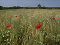 #7: A field near the road where we parked our car. Nice, isn't it?