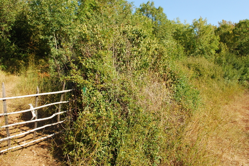 Area of the CP 45N 14E from a distance of 20 m