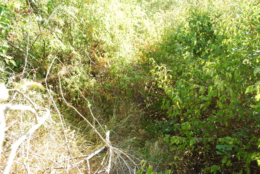 Overgrown ground at the CP