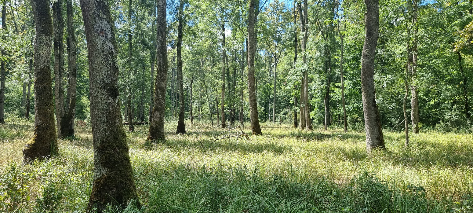 fairy forest close to confluence