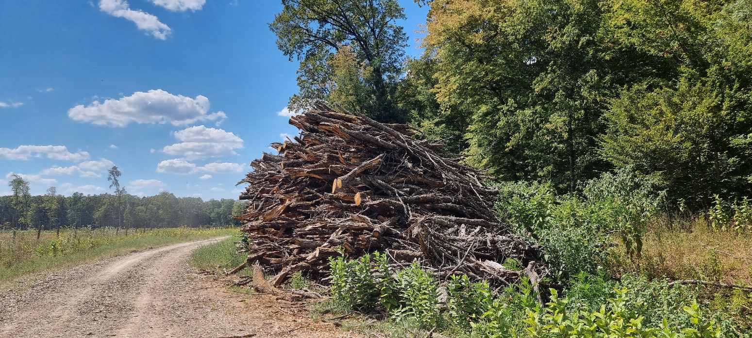 forest gravel road along a forest sanctuary south of confluence