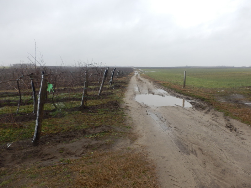 Approaching from the road between Dávod and Csátalja 