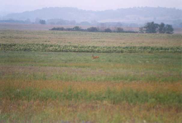 This roe deer was disturbed by our visit - 2