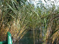 #4: By the confluence to south