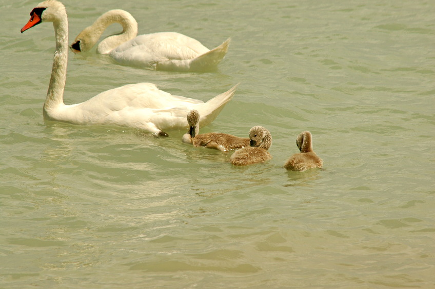 Swan family in Balaton