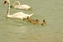 #8: Swan family in Balaton