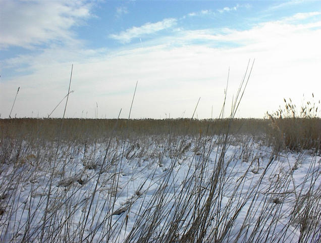 Standing 95 m away from the confluence, looking to the lake