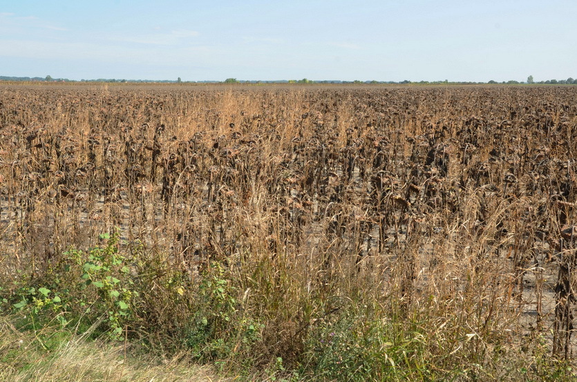 Conflunce point located in a dried sun flower field