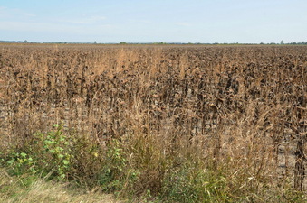 #1: Conflunce point located in a dried sun flower field