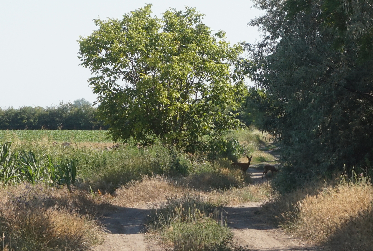 deers on road