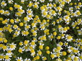 #10: Camomile