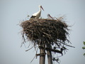 #9: Stork's Nest in 1 km Distance